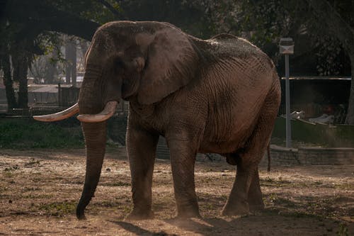Foto profissional grátis de amplo, elefante, em cativeiro