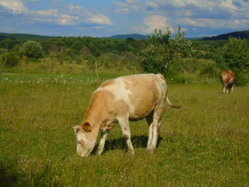 Free stock photo of cow, nature, village Stock Photo