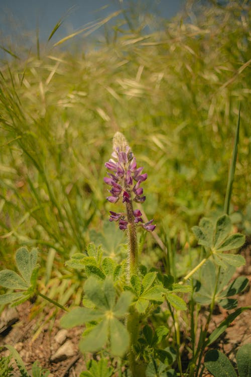 Kostenloses Stock Foto zu blume, frühling, lupine