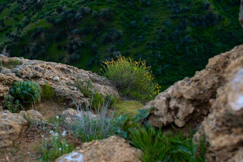 Rocks and Flowers on Hill