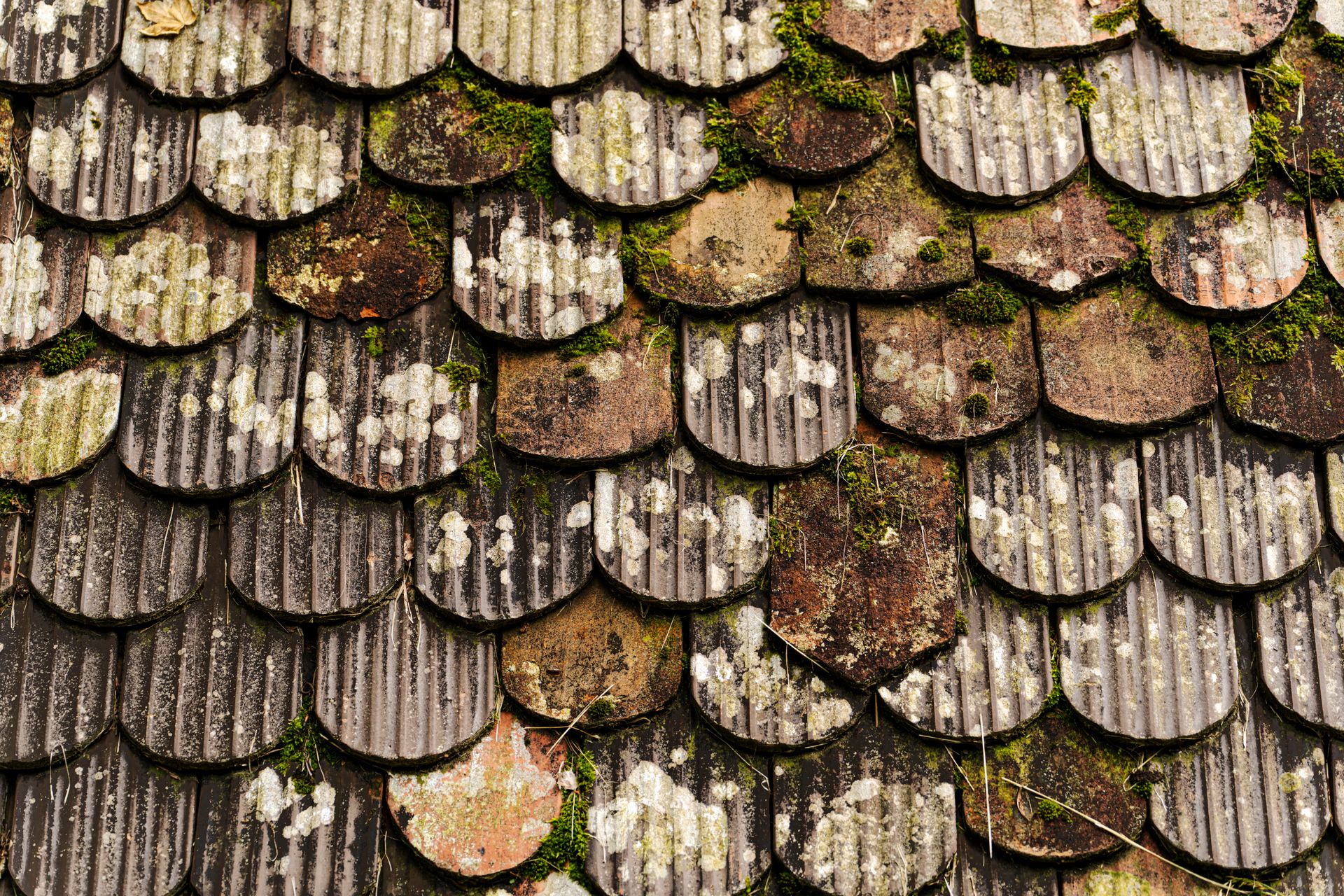 Close-up of Old Roof Tiles Overgrown with Moss
