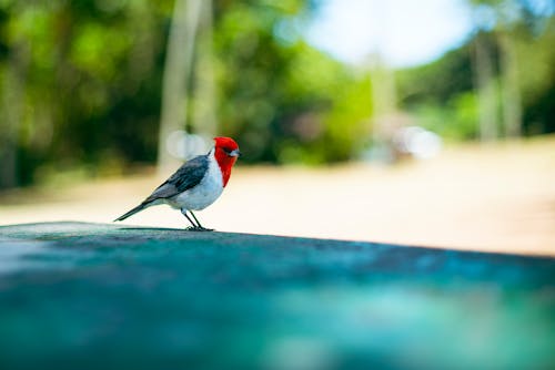 Cardinal Bird on a Wall