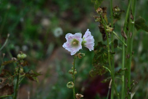 Blossoming Spring Hollyhock