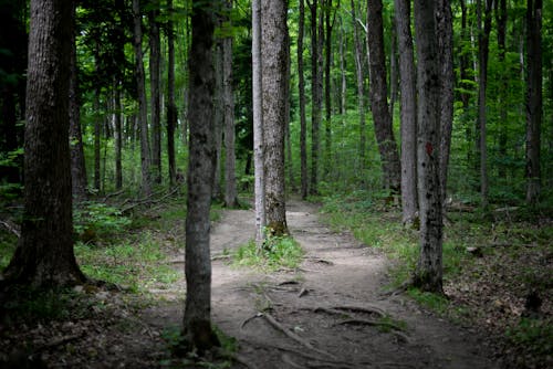 Photos gratuites de arbres, chemin, forêt