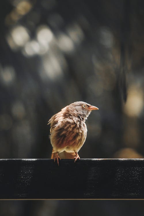 Free Close-Up Photo of Bird Perched on Railing Stock Photo