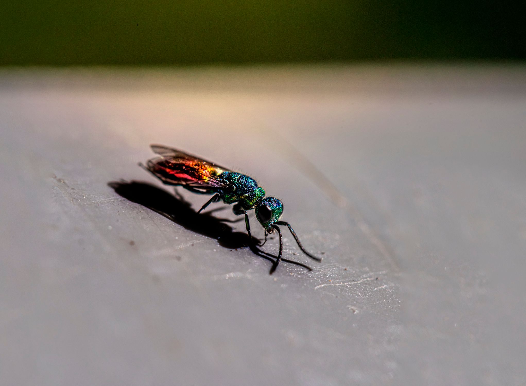 A green and red insect sitting on top of a table · Free Stock Photo