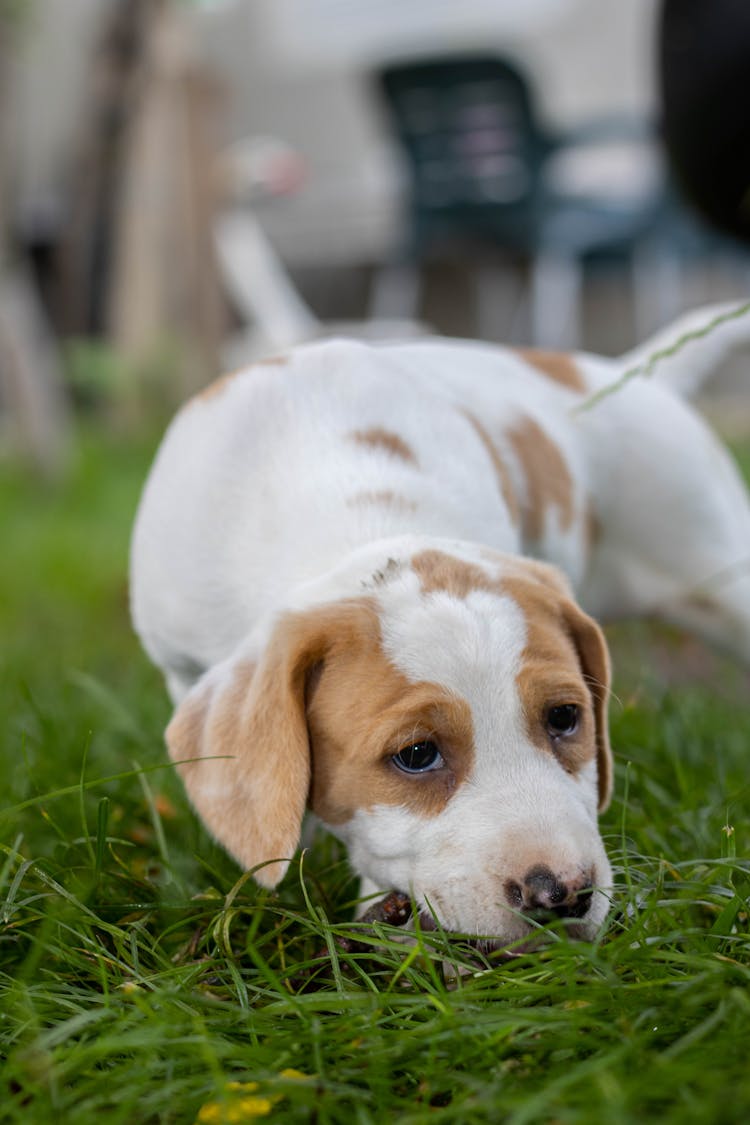 Dog On Grass