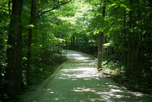 Foto d'estoc gratuïta de arbres ombrívols, bosc, caminant