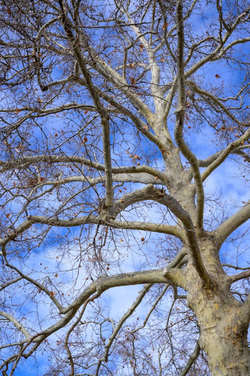 Empty Branch of Tree