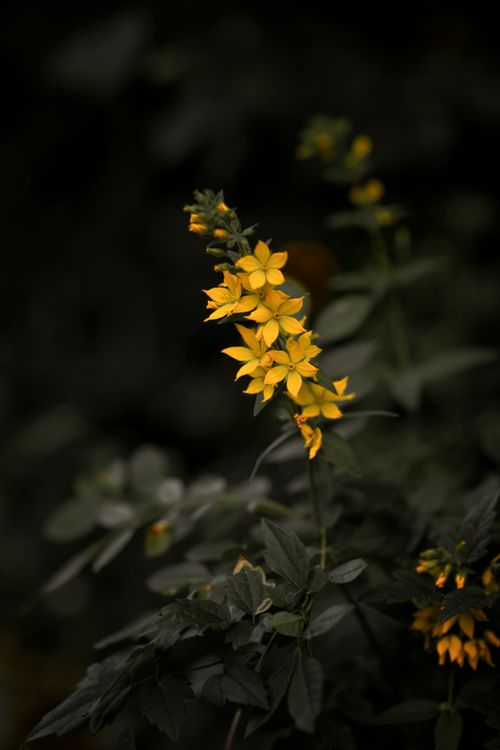 Free Close-up of vivid yellow flowers amid lush green leaves in Samsun, Türkiye. Stock Photo