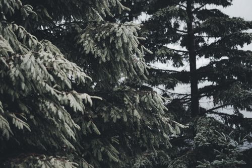 Free Dense evergreen trees stand mist-covered in a serene forest atmosphere, evoking a sense of peace. Stock Photo