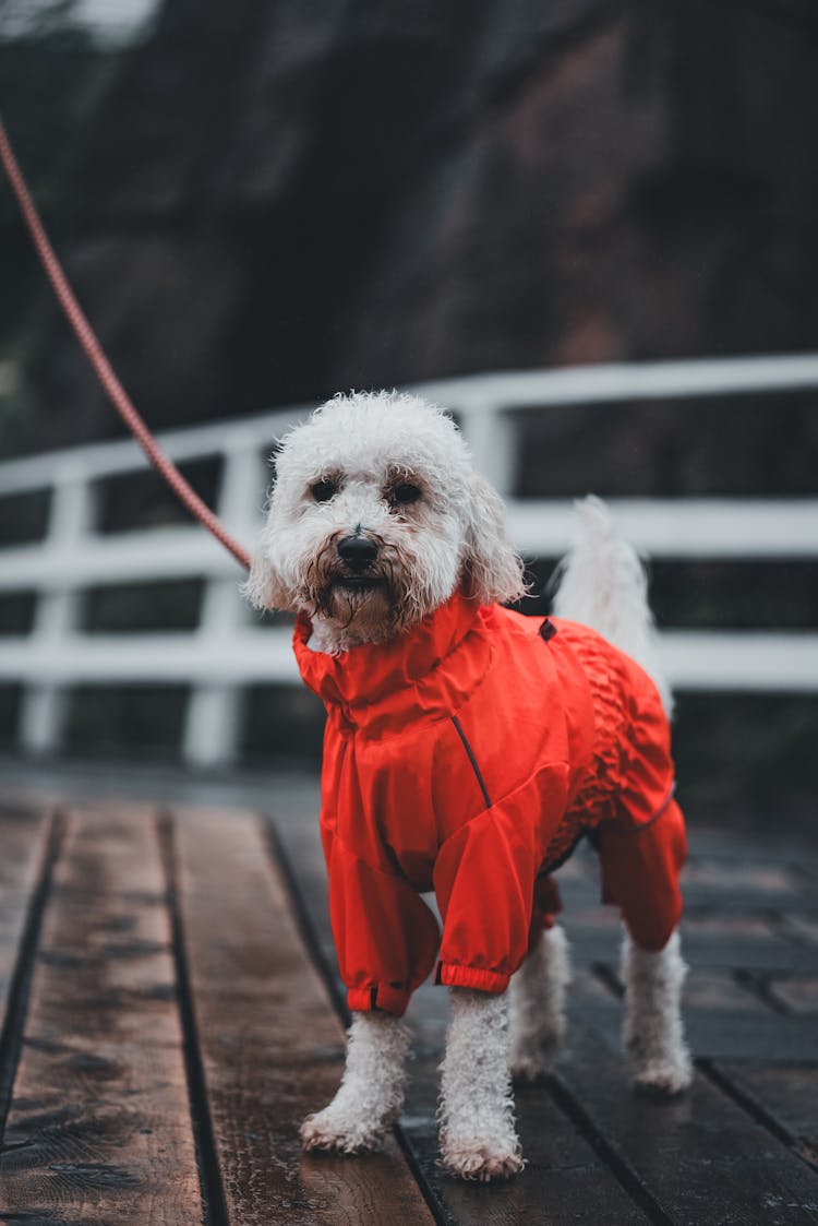 A Dog In A Red Costume