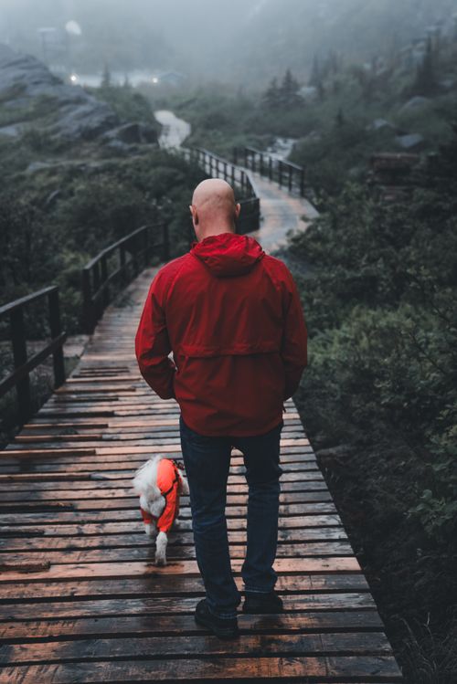 Free A man in a red jacket walking his dog on a foggy wooden bridge in a lush green forest. Stock Photo