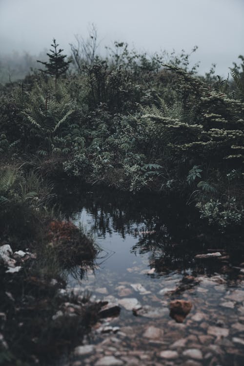 Základová fotografie zdarma na téma kameny, keře, příroda