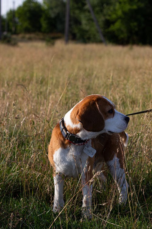Dog on Grassland
