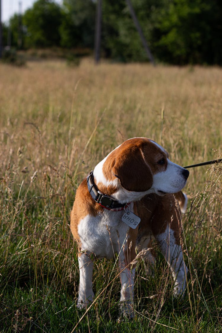 Dog On Grassland