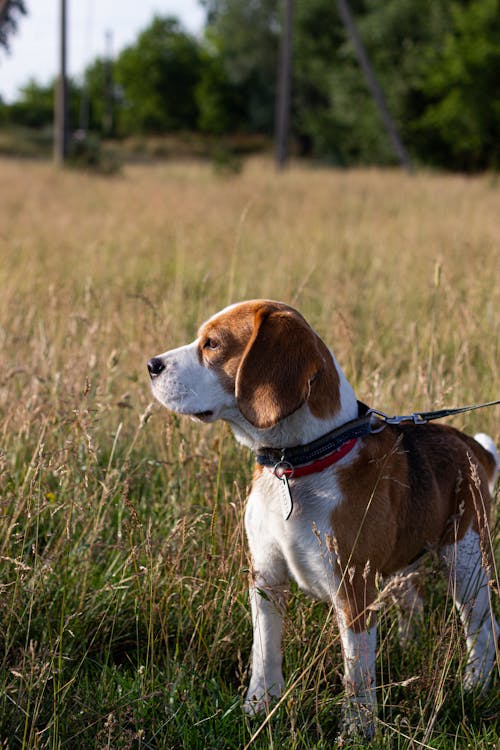 Photos gratuites de animal de compagnie, beagle, chien