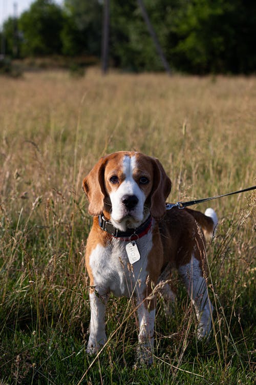 Beagle on Grassland