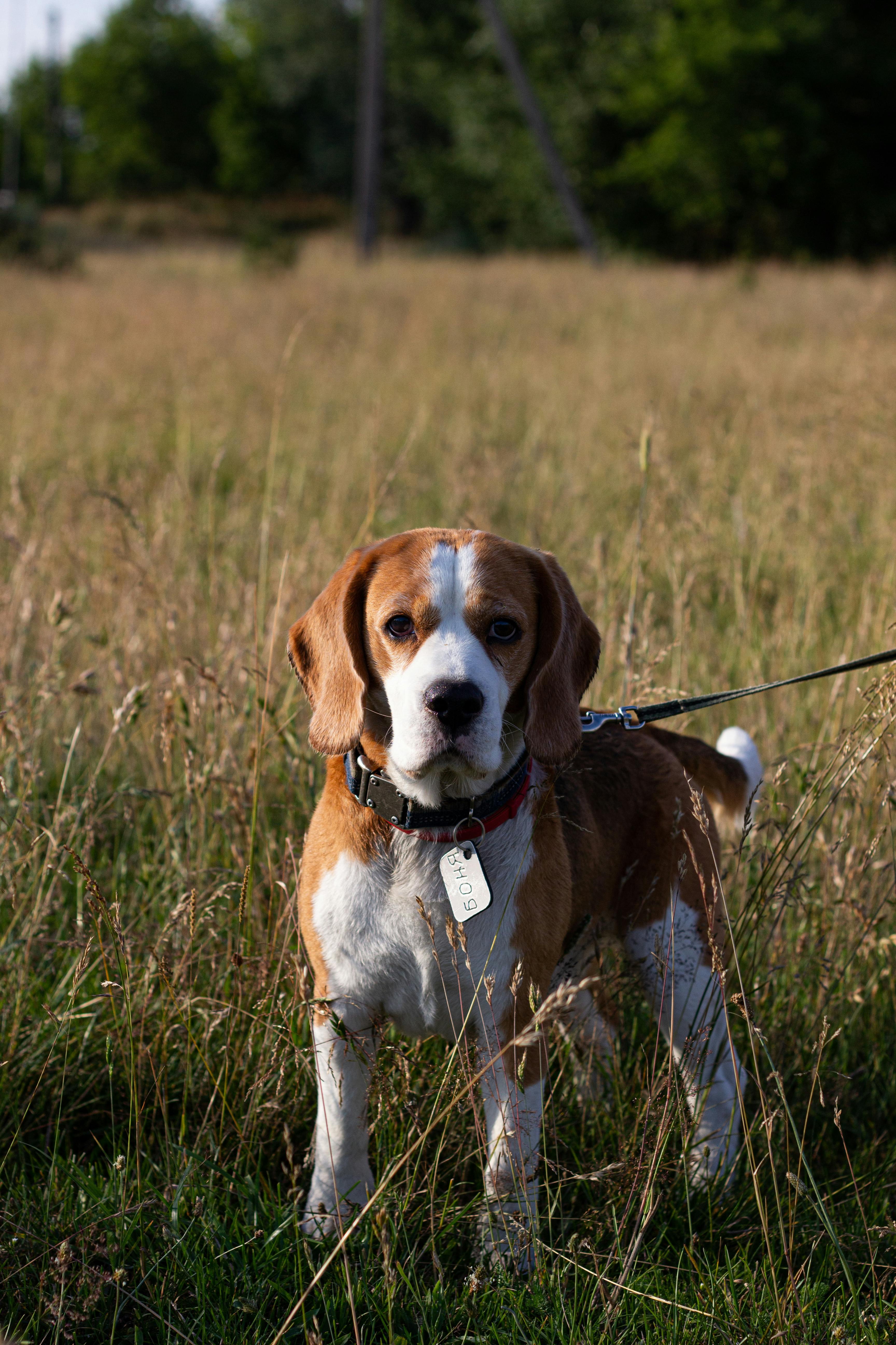 Field beagle 2024