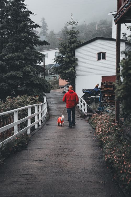 Free A man in a red jacket walks his dog along a misty rural pathway, surrounded by trees and houses. Stock Photo