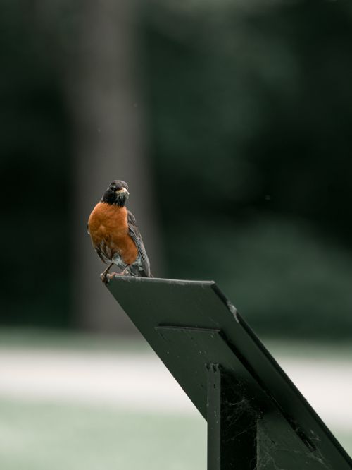Free Close-up of an American Robin perched outdoors, showcasing its distinctive orange breast. Stock Photo