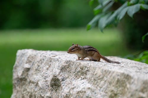 A Squirrel on a Rock