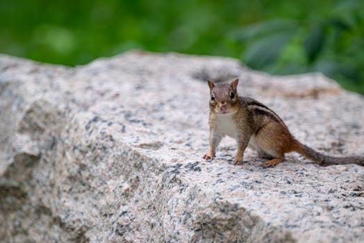 A curious chipmunk perched on a rock, captured in a natural outdoor setting.