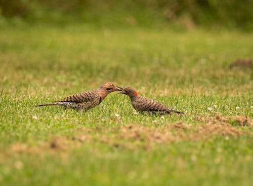 Two Birds on the Ground