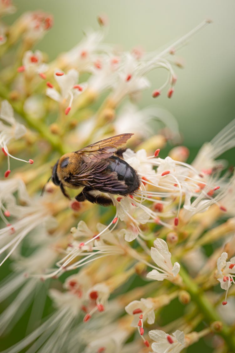 Close Up Of Bee On White Flower