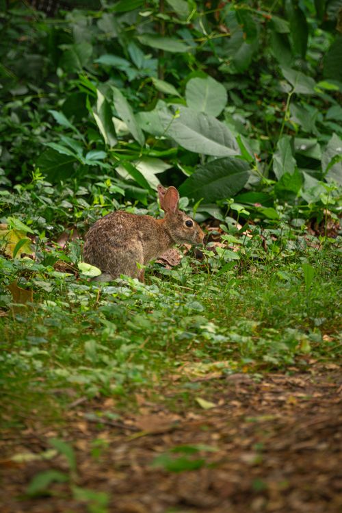 Free Captivating image of a wild rabbit in a vibrant green forest, ideal for nature themes. Stock Photo