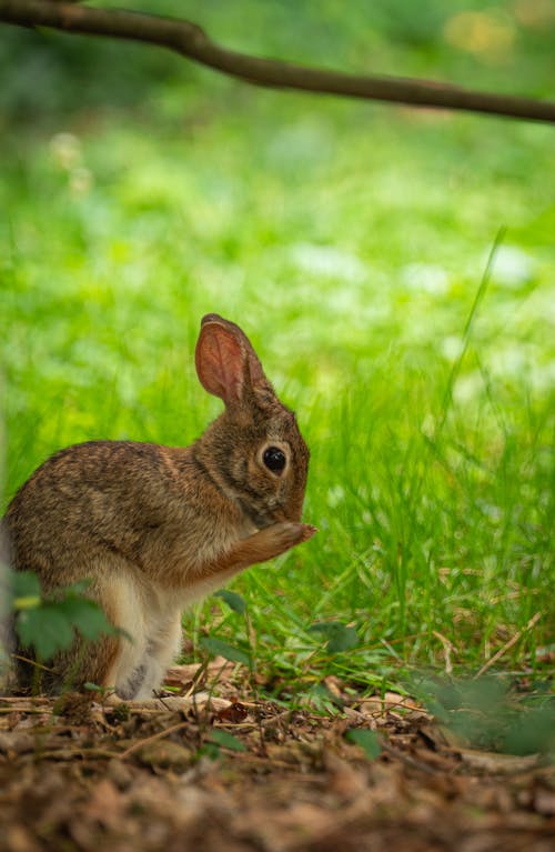 Close up of Rabbit in Nature