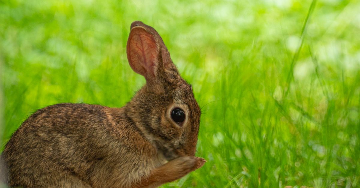 Close up of Rabbit in Nature · Free Stock Photo
