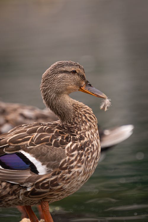 Close up of Duck