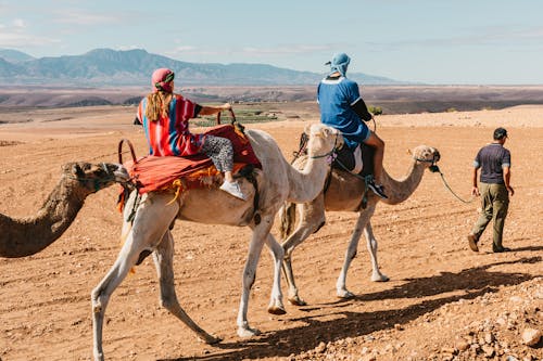 Men Traveling on Camels