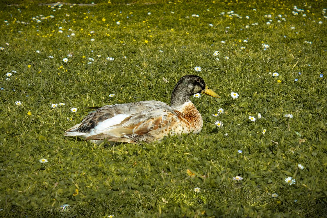 A Duck on the Ground · Free Stock Photo