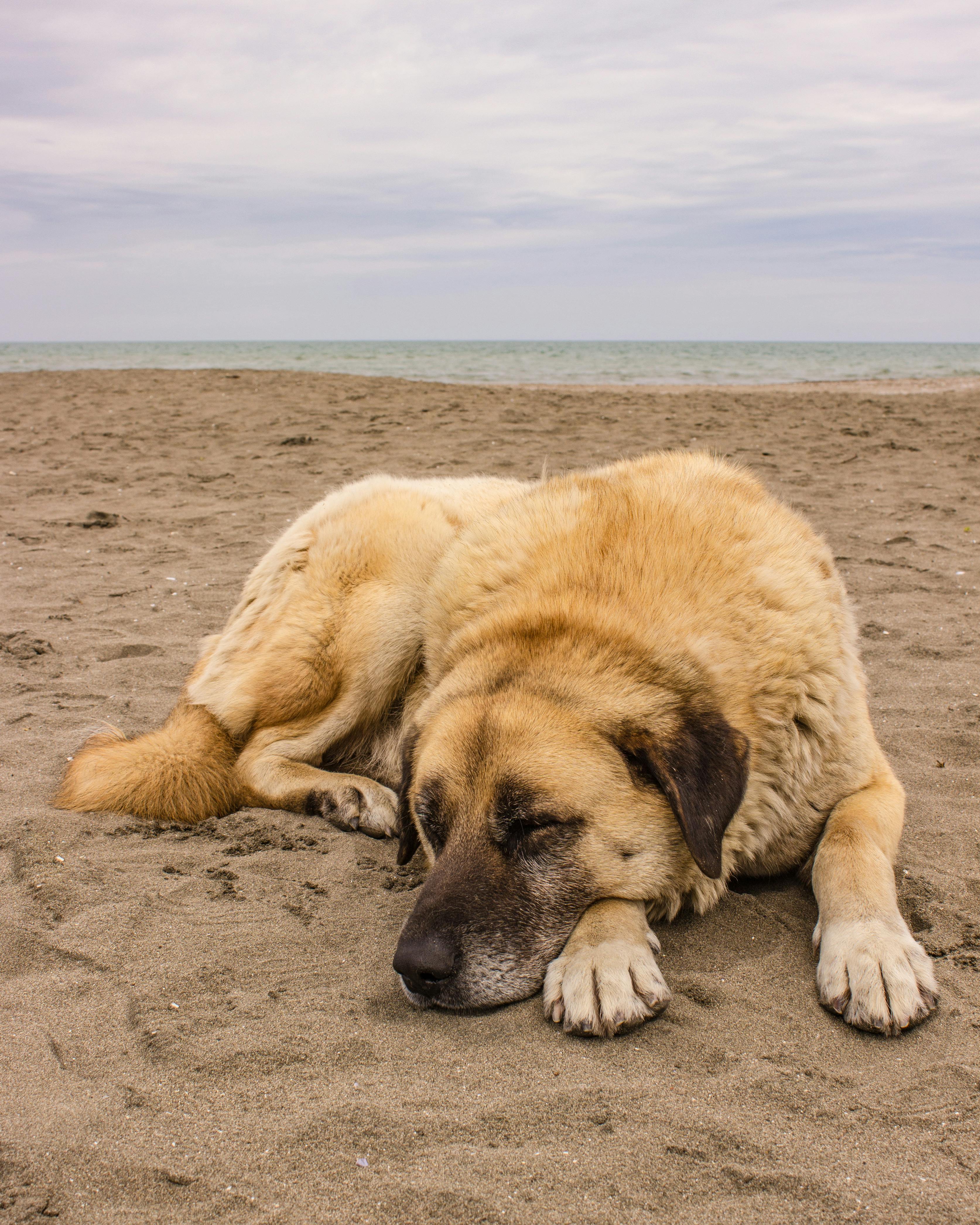 Why Does My Dog Bend His Paw When Lying Down? Unraveling the Mystery
