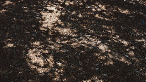 Imagine de stoc gratuită din devreme răsărit, frunze, nisip maro