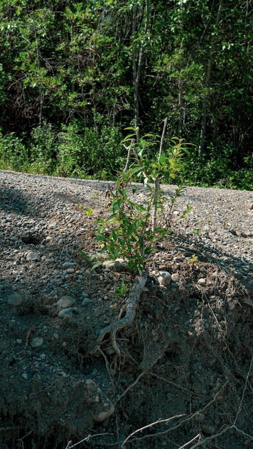 Imagine de stoc gratuită din a usca, abandon, crengi de copac
