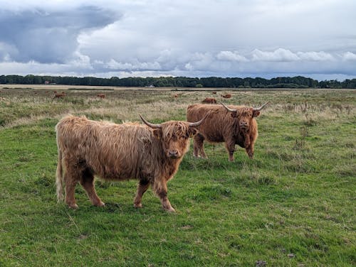 View of Highland Cattle Grazing on a Pasture 