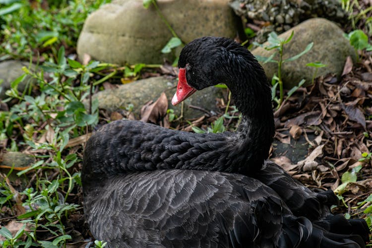 Close Up Of Black Swan