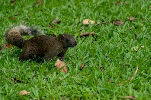 Brown Squirrel Among Grass
