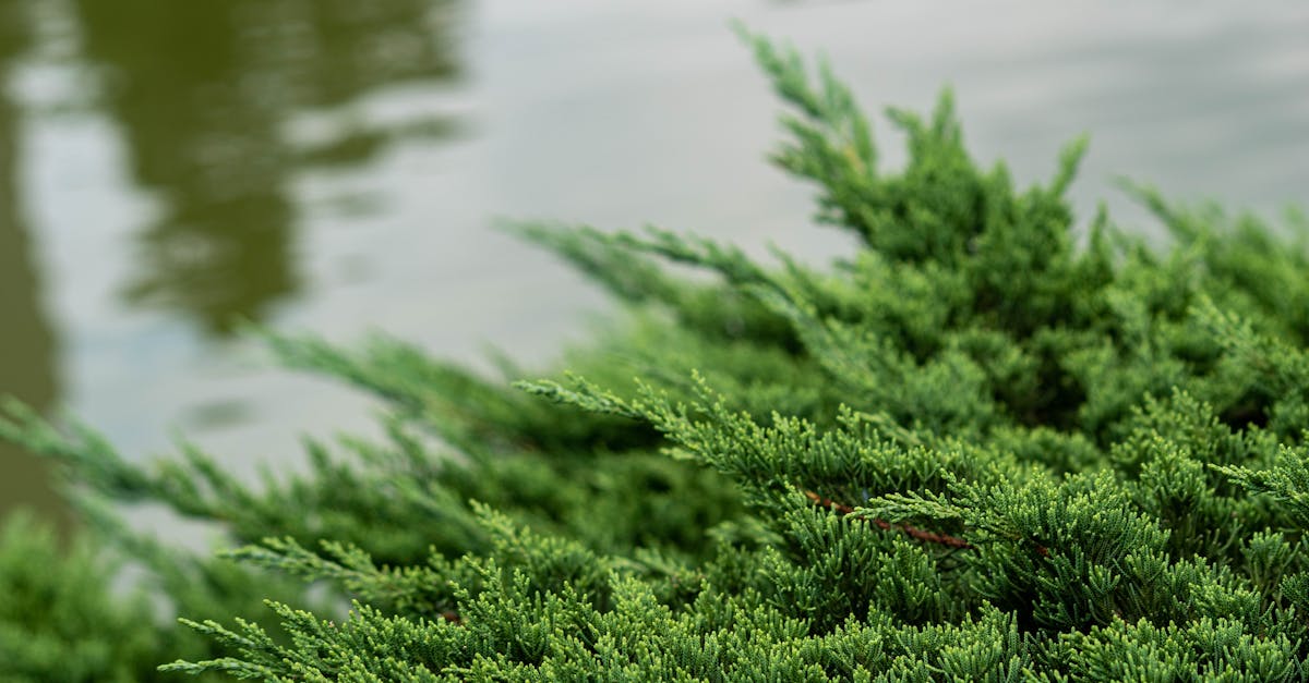 Arbustos perennes: guía de selección y cuidado