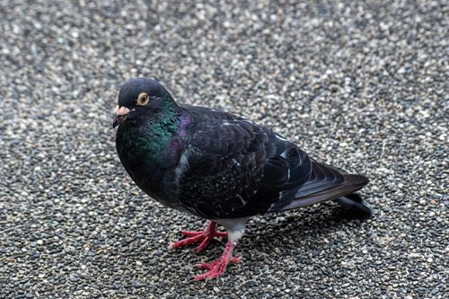 Free A detailed shot of a pigeon standing on a textured pebble pavement, showcasing its vibrant iridescent feathers. Stock Photo