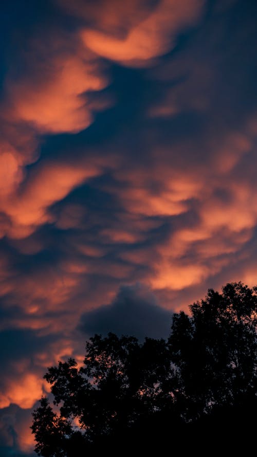 Immagine gratuita di albero, cielo, cloud