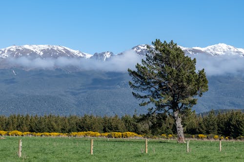 Tree on Green Field Against Snowy Mountain Range