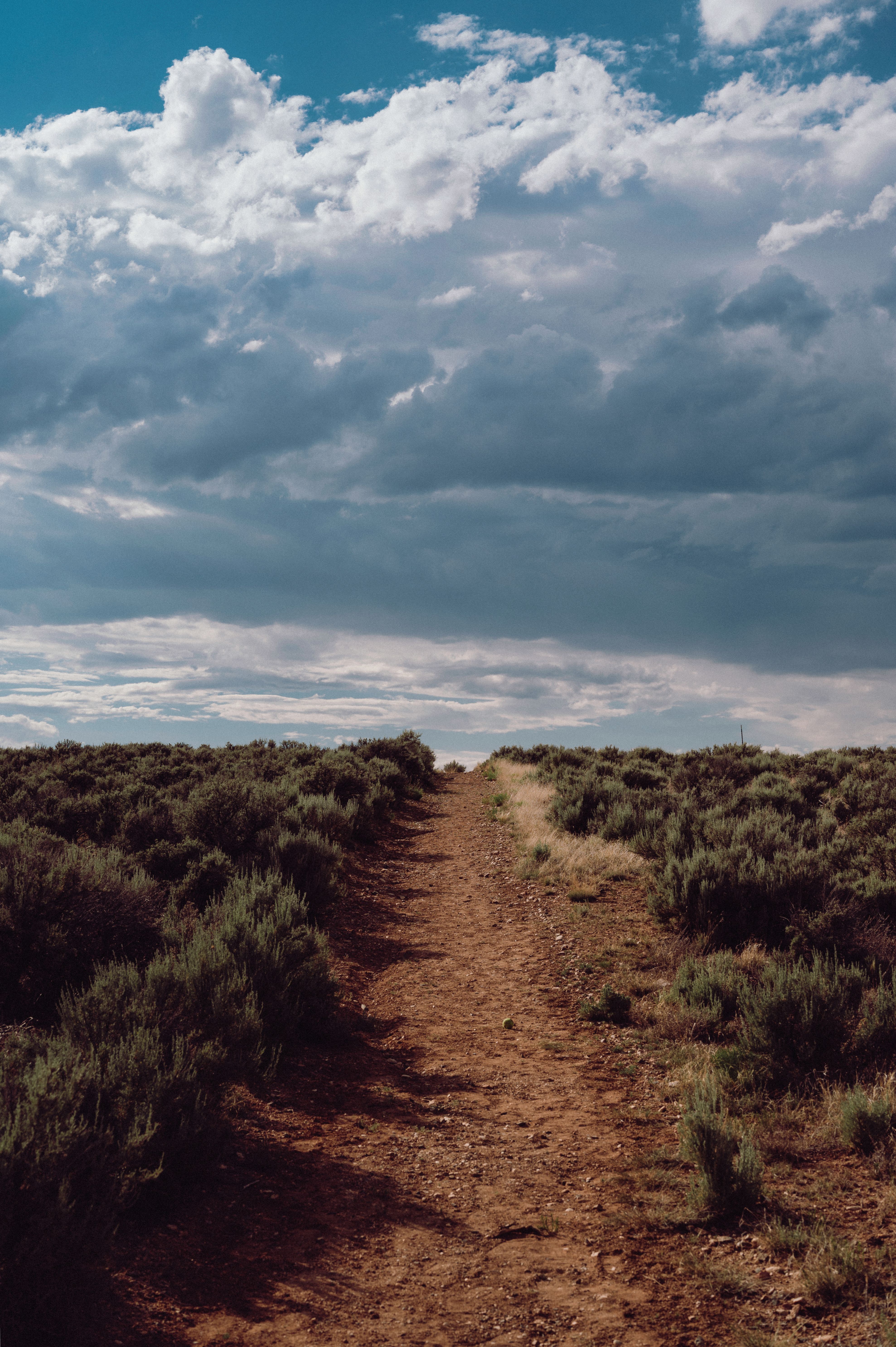 A serene dirt pathway cuts through wild flora under a dramatic sky.