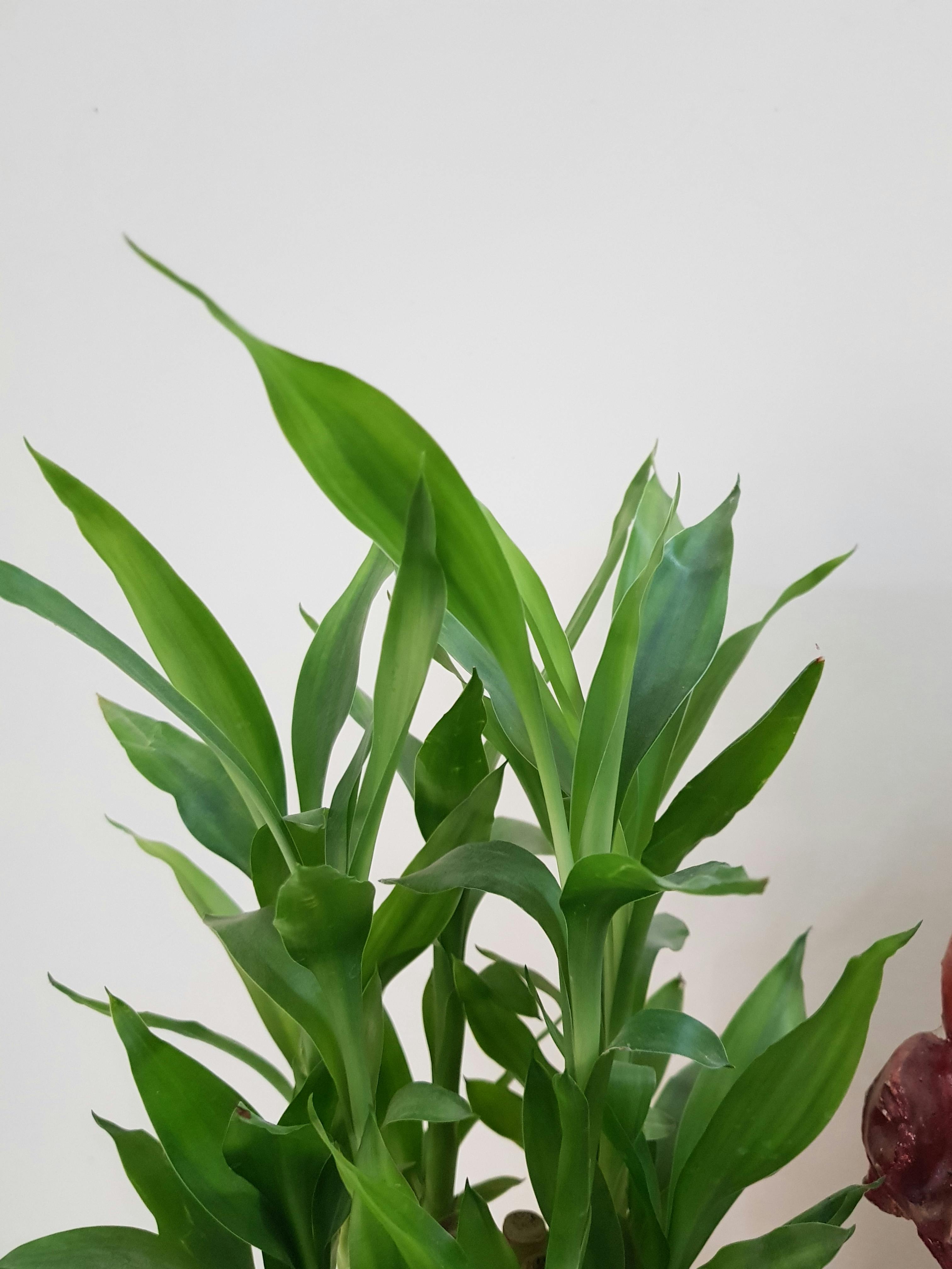 Free stock photo of Elif Green plant indoor