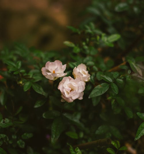 Roses in Nature