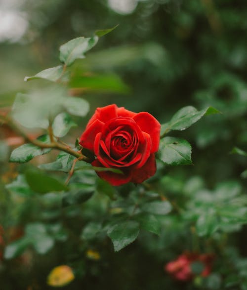 꽃이 피는, 꽃잎, 붉은 장미의 무료 스톡 사진