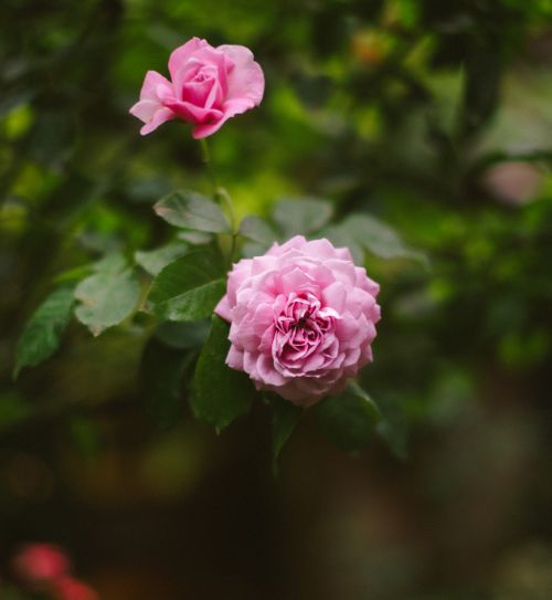 Free Vibrant pink roses in full bloom with lush green leaves in Dalat, Vietnam. Stock Photo